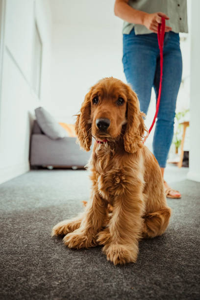istock I Love Going to Work With My Owner 1158387365