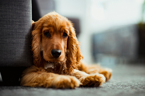 A close up of a cocker spaniel puppy sitting on the floor indoors, looking towards the camera.