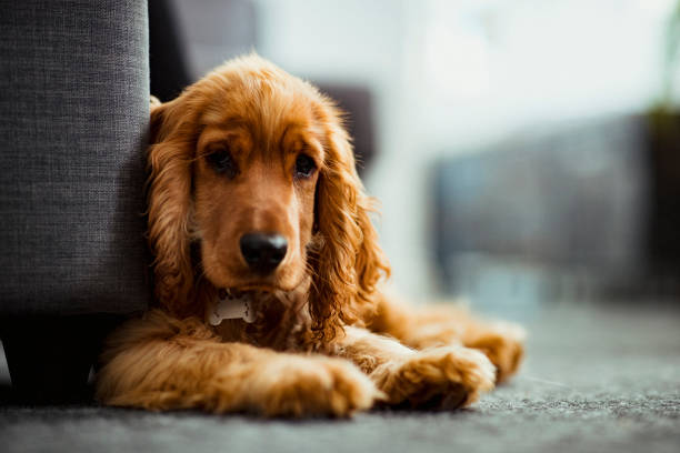 An Adorable Cocker Spaniel Puppy A close up of a cocker spaniel puppy sitting on the floor indoors, looking towards the camera. cocker spaniel stock pictures, royalty-free photos & images