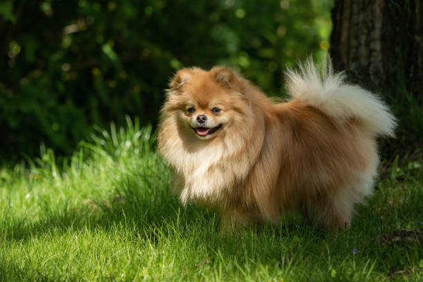 istock A little Pomeranian out in the nature 1158387425