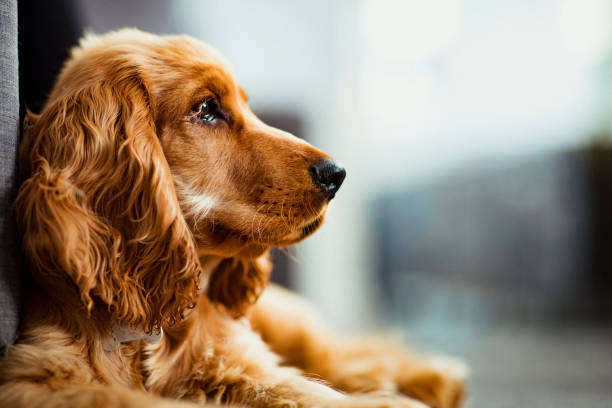 istock An Adorable Cocker Spaniel Puppy 1158387474