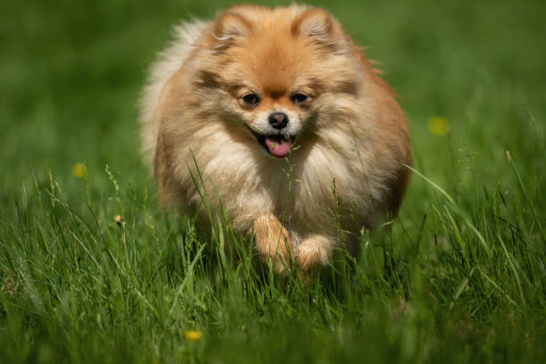 istock A little Pomeranian out in the nature 1158387524