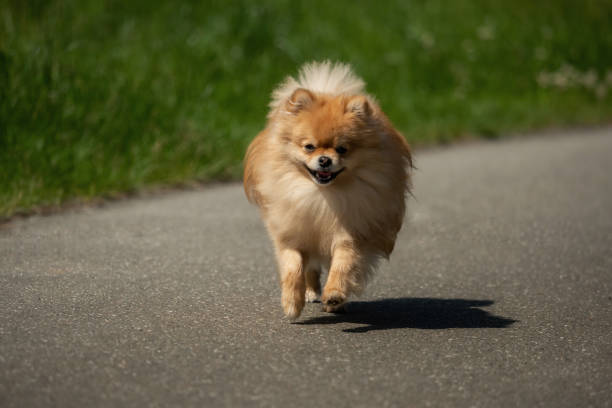 istock A little Pomeranian out in the nature 1158387545