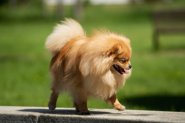 istock A little Pomeranian out in the nature 1158387547