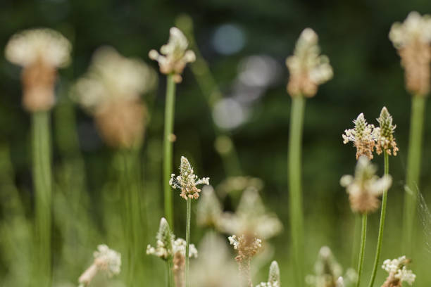 istock Ribwort plantain on grassy meadow (Plantago lanceolata) 1158388065