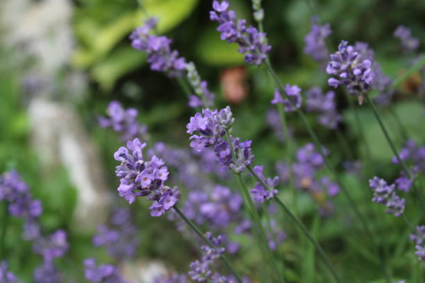 istock Lavandula commonly lavender in my organic garden 1158388656