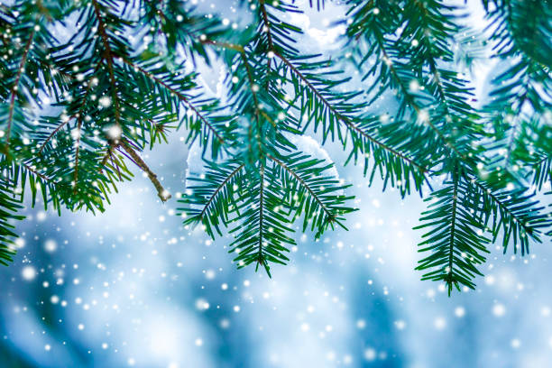 istock Pine tree branches with green needles covered with deep fresh clean snow on blurred blue outdoors copy space background. Merry Christmas and Happy New Year greeting postcard. 1158389014