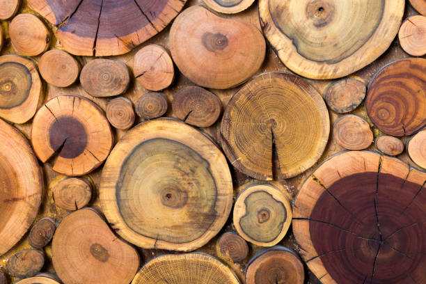 istock Round wooden unpainted solid natural ecological soft colored brown and yellow stumps background, Tree cut sections different sizes for pad mat background texture. Do It Yourself art concept. 1158389048