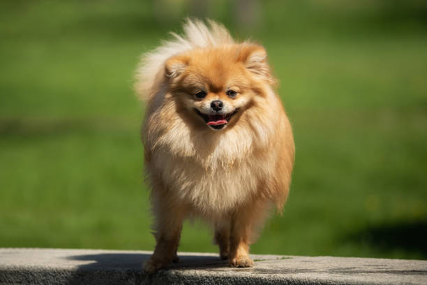 istock A little Pomeranian out in the nature 1158389250