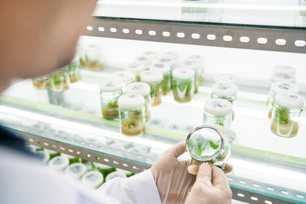 Using magnifying glass to observe plant samples in a laboratory