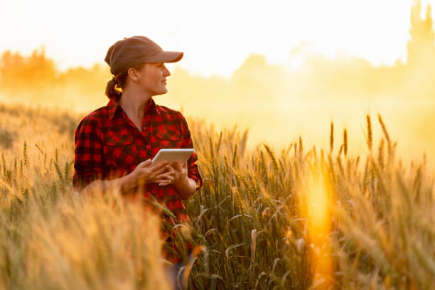 una donna contadina esamina il campo dei cereali e invia dati alla nuvola dal tablet - farmer foto e immagini stock