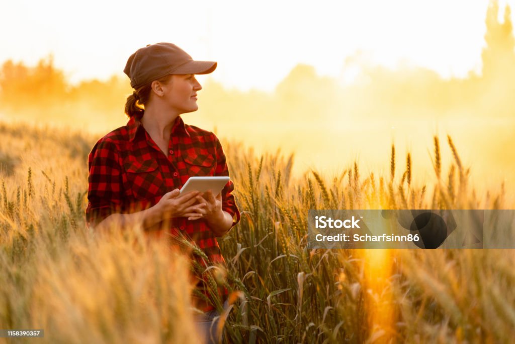 A woman farmer examines the field of cereals and sends data to the cloud from the tablet A woman farmer examines the field of cereals and sends data to the cloud from the tablet. Smart farming and digital agriculture. Farmer Stock Photo