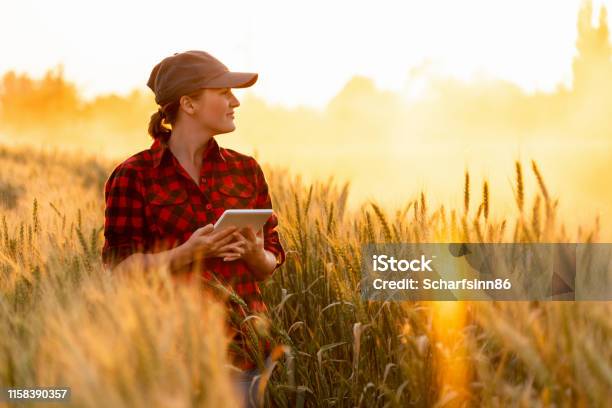 A Woman Farmer Examines The Field Of Cereals And Sends Data To The Cloud From The Tablet Stock Photo - Download Image Now