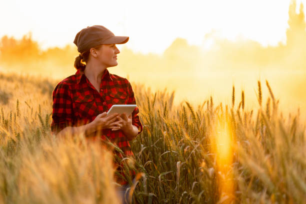 a woman farmer examines the field of cereals and sends data to the cloud from the tablet - farmer imagens e fotografias de stock