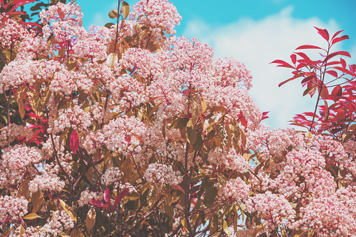 Natural floral background. Flowering bird cherry trees in the garden