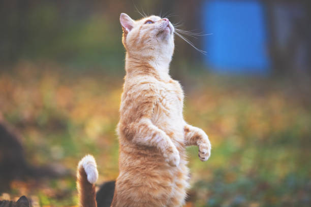 istock Cute funny ginger cat begging in the garden 1158390529