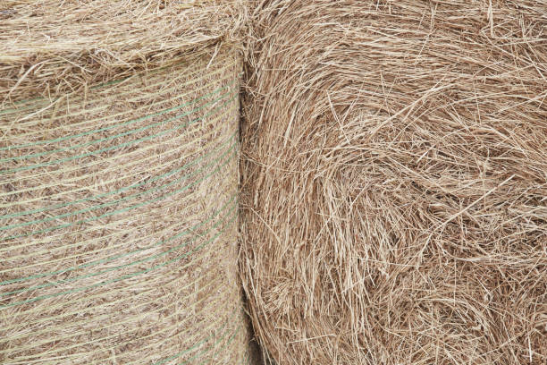 istock Hay abstract background close up. Straw on the floor background 1158392709