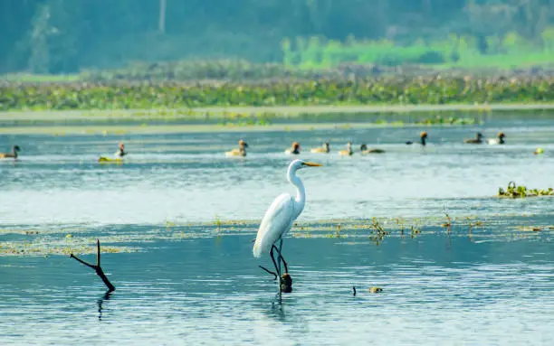 Photo of Closeup of a Egret heron (Ardea alba), a common species of milky white water bird adorned with buff plumes, spotted in a wetland environment in Lava and Neora Valley National Park, West Bengal India