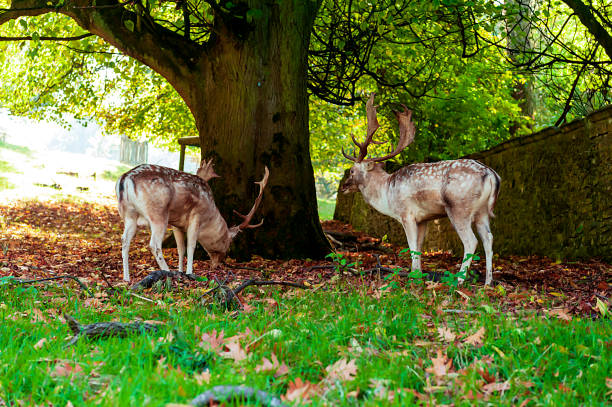 istock Deer - wild animals - natural scenery 1158394007