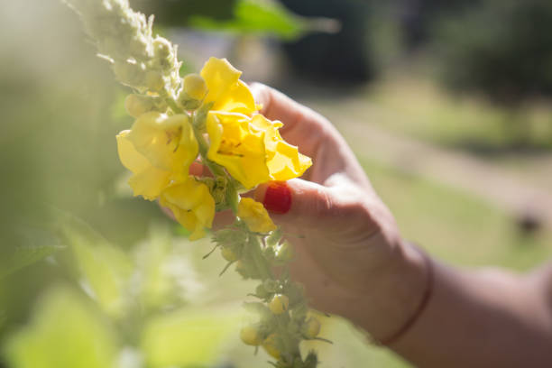istock Harvesting Fresh Herbs – Verbascum – Mullein 1158394022