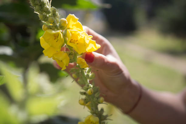istock Harvesting Fresh Herbs – Verbascum and Mullein 1158394028