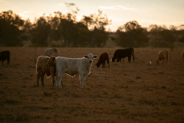istock Group of bulls and cows. 1158394749