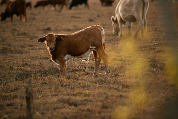 istock Group of bulls and cows. 1158395446