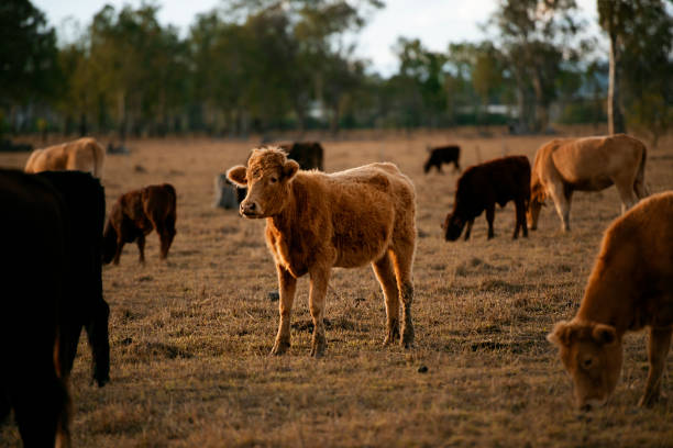 istock Group of bulls and cows. 1158395493