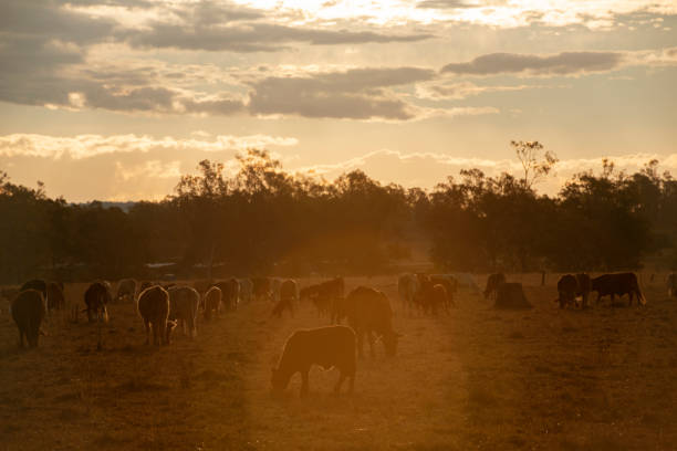 istock Group of bulls and cows. 1158395566