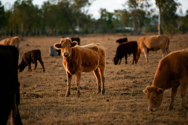 istock Group of bulls and cows. 1158395632