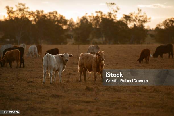 Sapi Many Sekelompok Sapi Jantan Dan Sapi Foto Stok - Unduh Gambar Sekarang ...