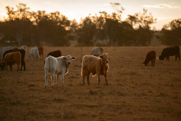 istock Group of bulls and cows. 1158395724