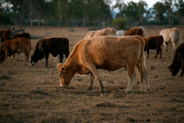 istock Group of bulls and cows. 1158395767