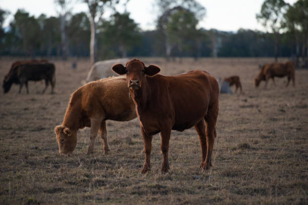 istock Group of bulls and cows. 1158395797