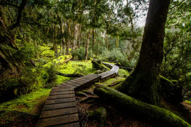 This path is a short walk to Kynvet Falls which begins at the Cradle mountain Lodge in Tasmania's North. This path is very quickly becoming a popular tourist attraction and Instagram post.