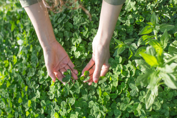 A woman is looking at a four leaf clover on a meadow.