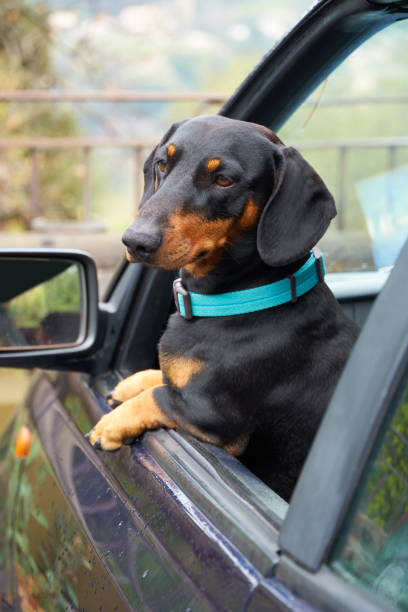 istock Dog in the car 1158399496