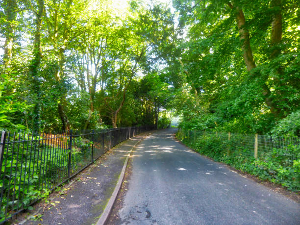 istock Country road through woodland 1158399674