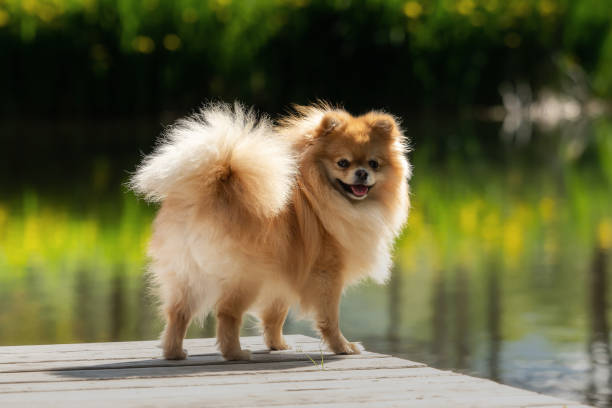 A little Pomeranian out in the nature stock photo