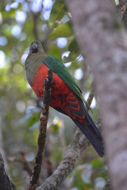 istock Australian King Parrot - female 1158400126