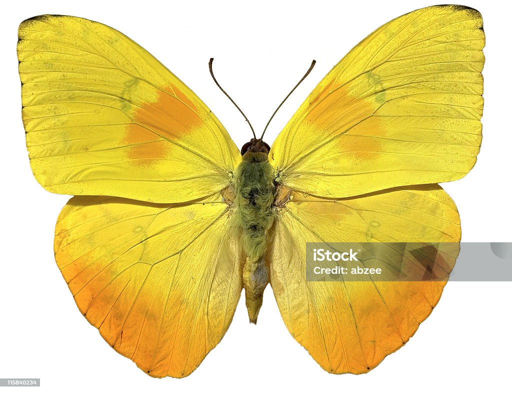 Gelb Schmetterling-isloated auf Weiß - Lizenzfrei Gelb Stock-Foto
