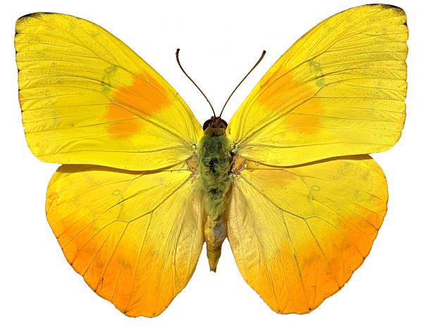 노란 나비 isloated 흰색 - yellow butterfly 뉴스 사진 이미지