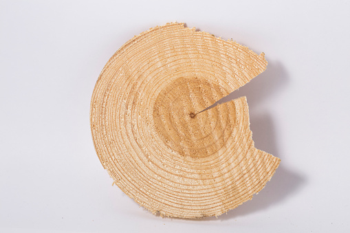 Cross section of tree trunk isolated. tree rings