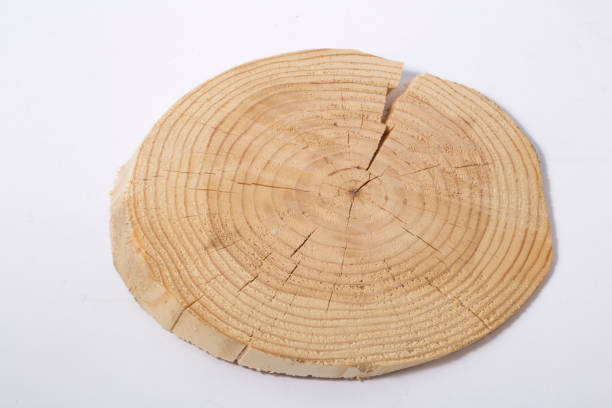 istock Cross section of tree trunk isolated. tree rings 1158402651