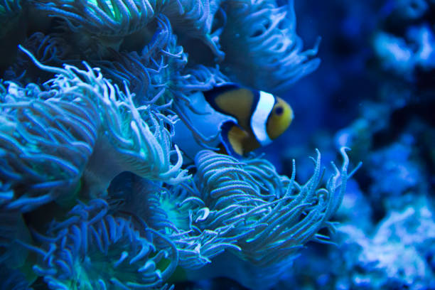 istock colorful orange clown fish floating 1158403150