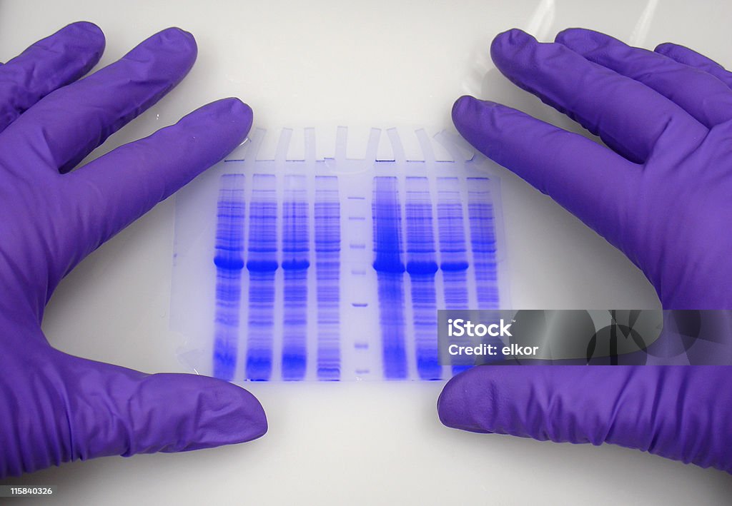 손 보호 장갑 쥐다 블루-때묻은 전기영동 젤. - 로열티 프리 DNA 염기서열 젤 스톡 사진