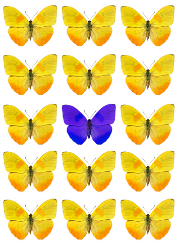 Standing out from the crowd this blue hued version of the butterfly aspires to be different