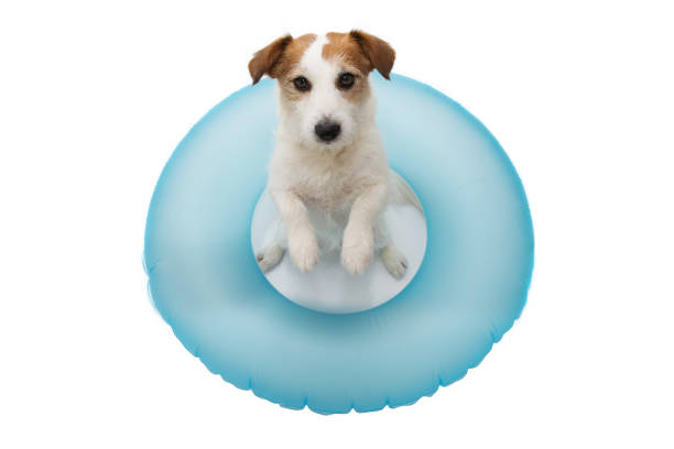 istock FUNNY DOG SUMMER VACATIONS. JACK RUSSELL  SUNBATHING WITH BLUE AIR FLOAT POOL. ISOLATED AGAINST WHITE 1158405789