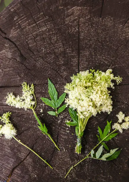 Bundle of Meadowsweet also referred to as queen of the meadow, pride of the meadow, meadow-wort, meadow queen, lady of the meadow, dollof, meadsweet, and bridewort flat lay on wood background.