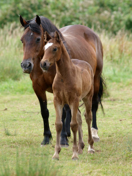 istock A group of pretty Welsh Cob ponies. 1158407288